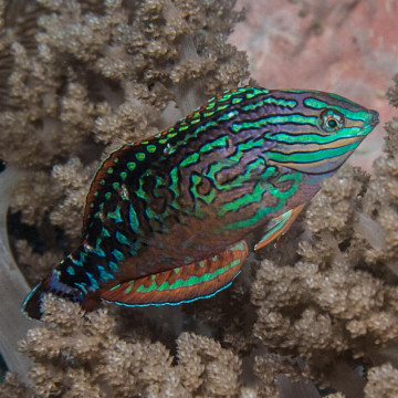 Macropharyngodon Bipartitus* mâle 6-8 cm